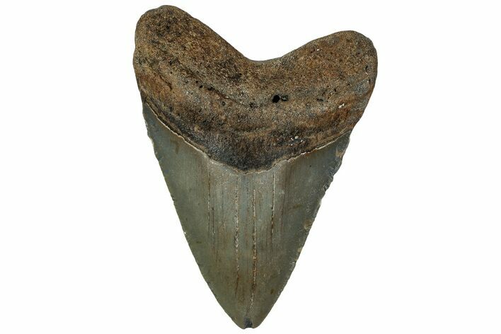 Fossil Megalodon Tooth - North Carolina #219416